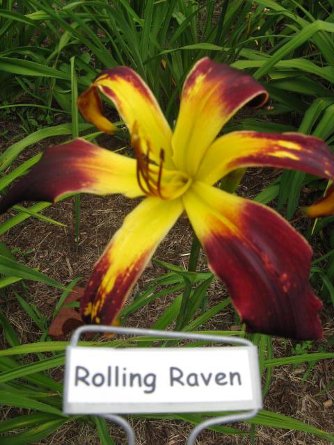 Rolling Raven.jpeg