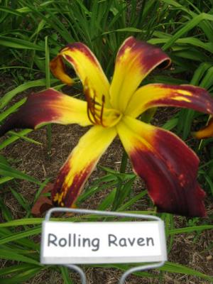 ROLLING RAVEN