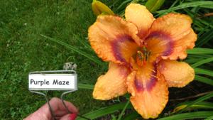 PURPLE MAZE