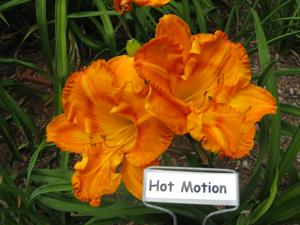 HOT MOTION