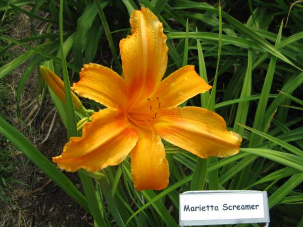 Marietta Screamer.jpeg