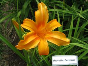 MARIETTA SCREAMER