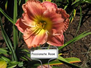 PASSIONATE ROSE
