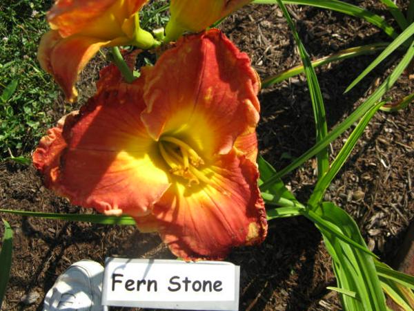 Fern Stone.jpeg