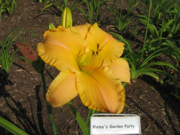 Meme's Garden Party1.jpeg