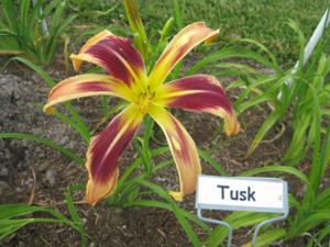 TUSK