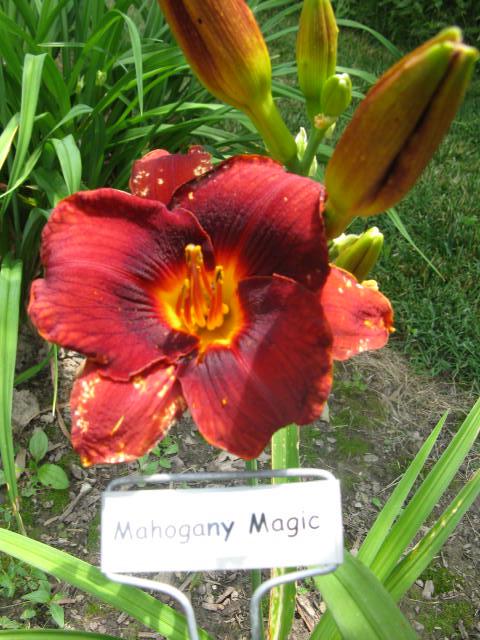 Mahogany Magic.jpeg