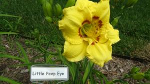 LITTLE PEEP EYE