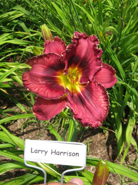 Larry Harrison