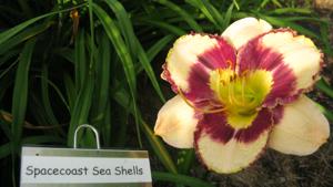SPACECOAST SEA SHELLS