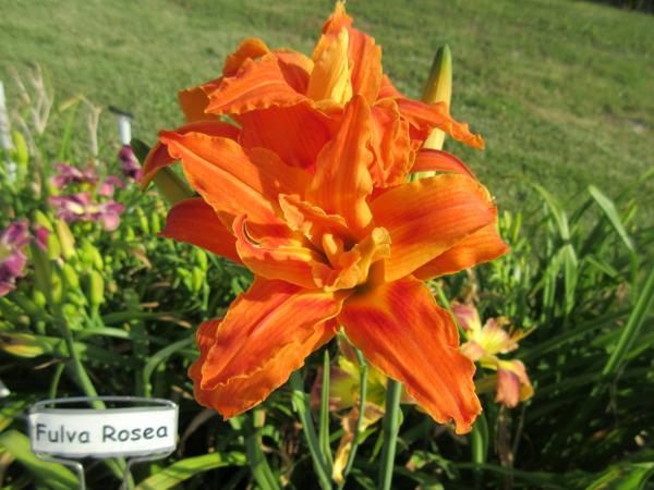 Fulva Rosea (2)