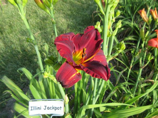 Illini Jackpot