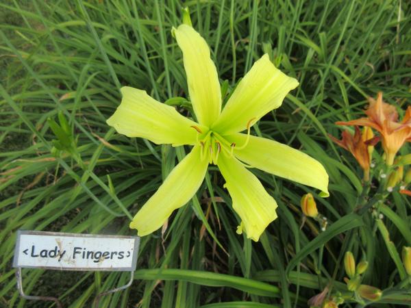 Lady Fingers