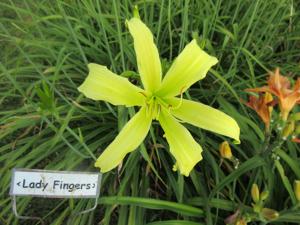 LADY FINGERS