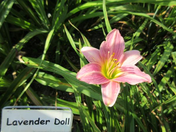 Lavender Doll