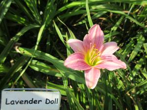 LAVENDER DOLL