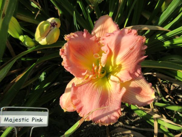 Majestic Pink