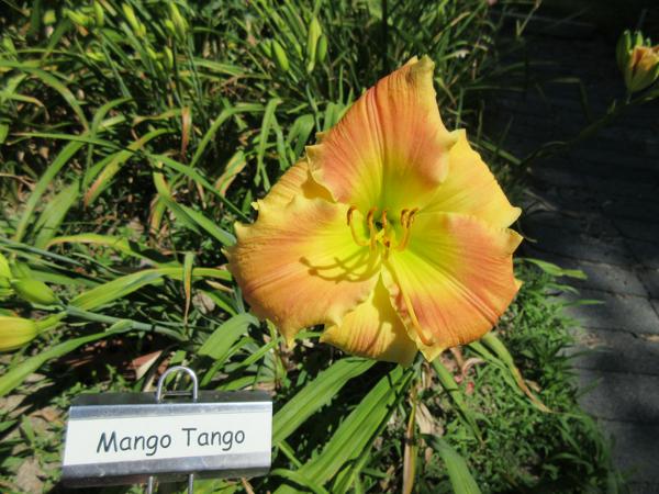 Mango Tango