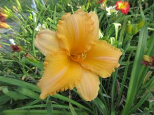 ORANGE VELVET