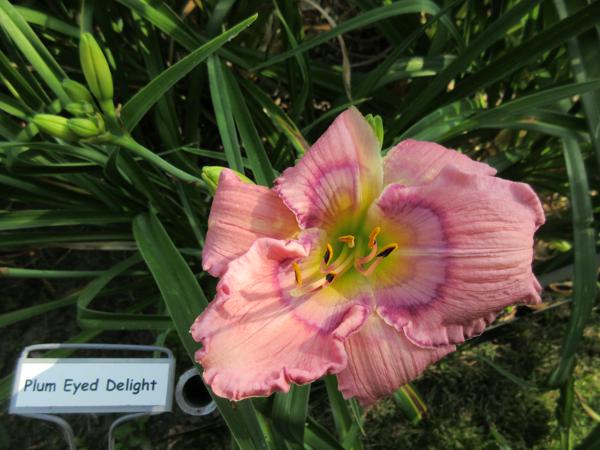 Plum Eyed Delight