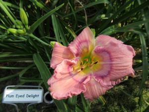 PLUM EYED DELIGHT