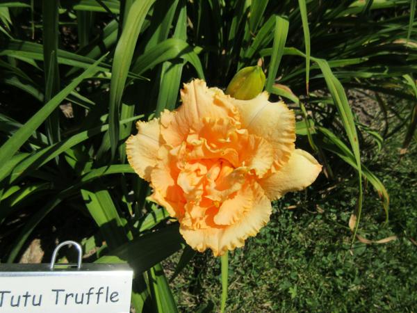 Tutu Truffle