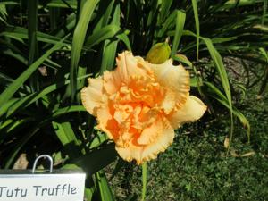 TUTU TRUFFLE