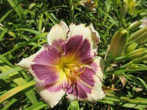 WINE AND LACE