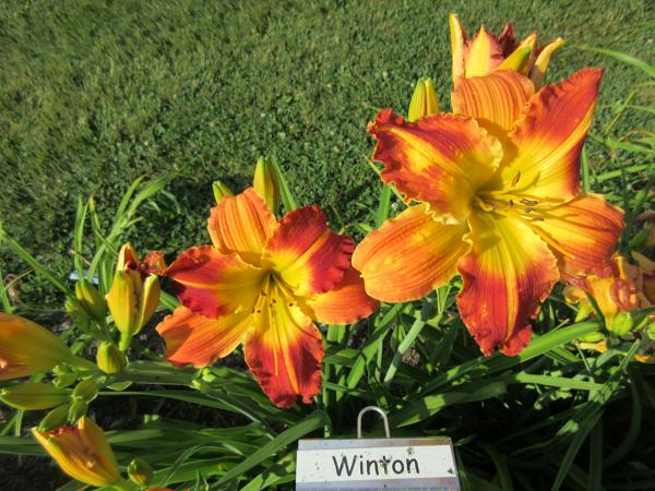 Winton