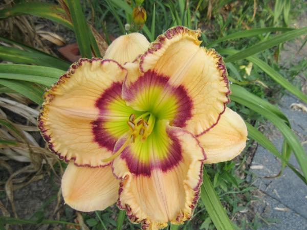 Woodlea Wonder