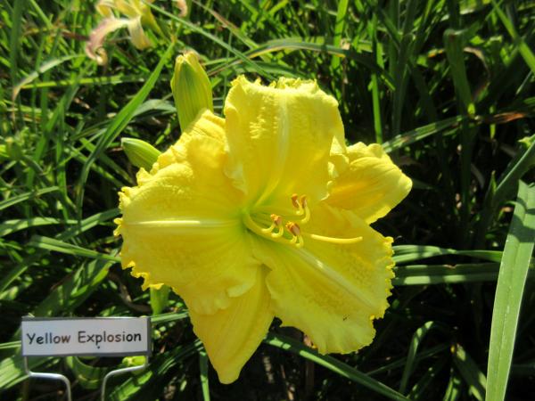 Yellow Explosion