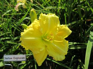 YELLOW EXPLOSION