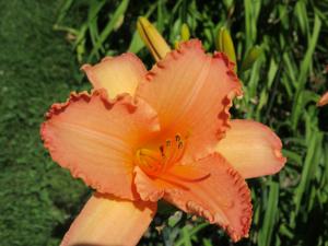 TANGERINE ROSE RUFFLES
