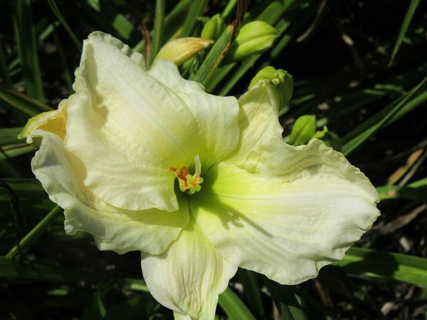 White Temptation