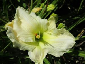 WHITE TEMPTATION