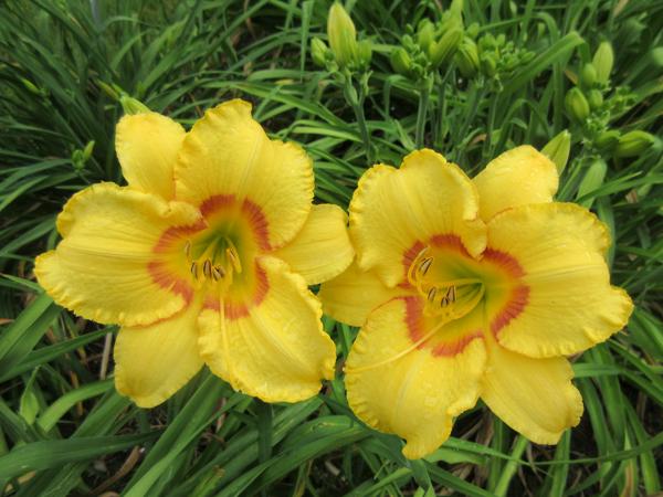 Heavenly Fission 2
