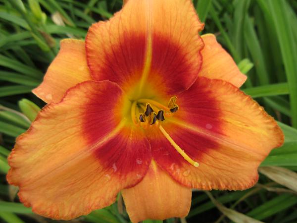 Hot Topic 17