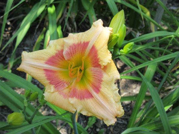 Jalopena Pepper 17