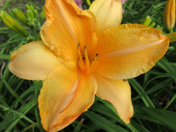 Ruffled Apricot