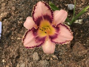 Prickled Petals