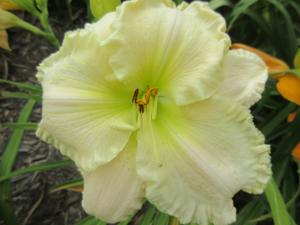 TUSCAWILLA SNOWDRIFT