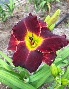 Velvet Thunder18 001