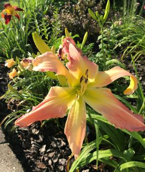 WEBSTER'S PINK WONDER