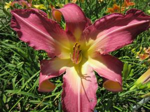 WHITE EYES PINK DRAGON