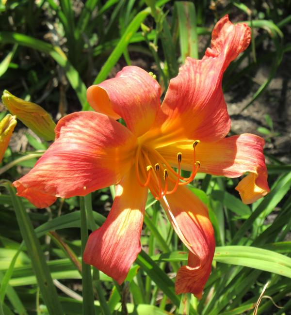 Flaming Red Pinwheel 001