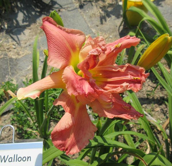 Flying Walloon 001