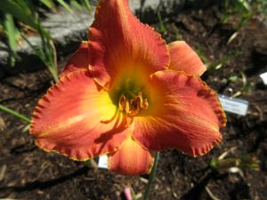 Mayan Poppy