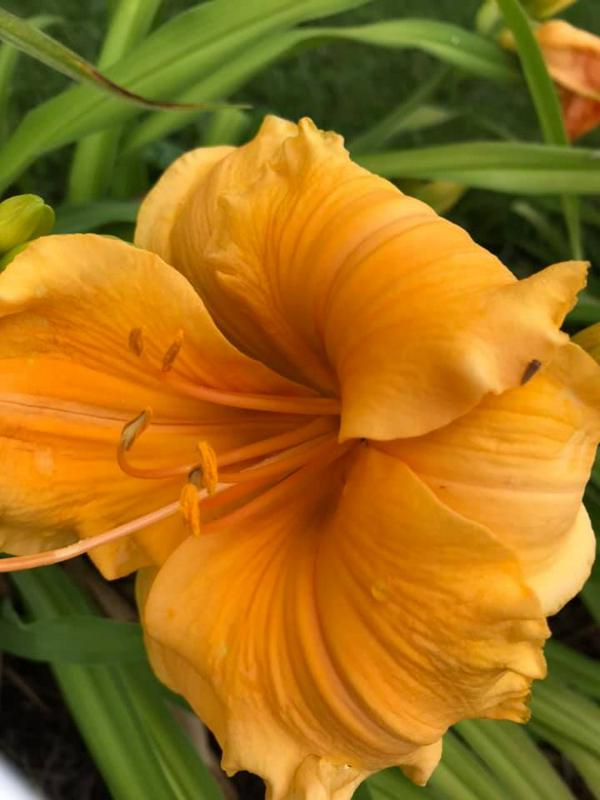 Golden Hibiscus 2020