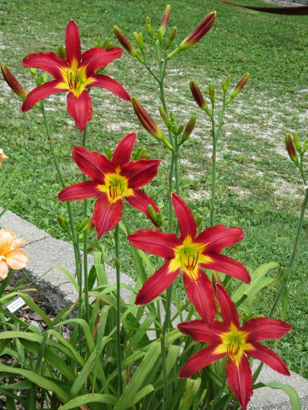 Heavenly United We Stand clump closeup