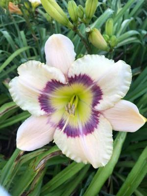 Lavender Rainbow